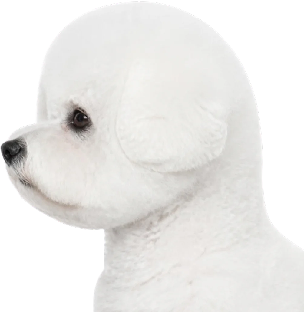 Freshly groomed bichon frise