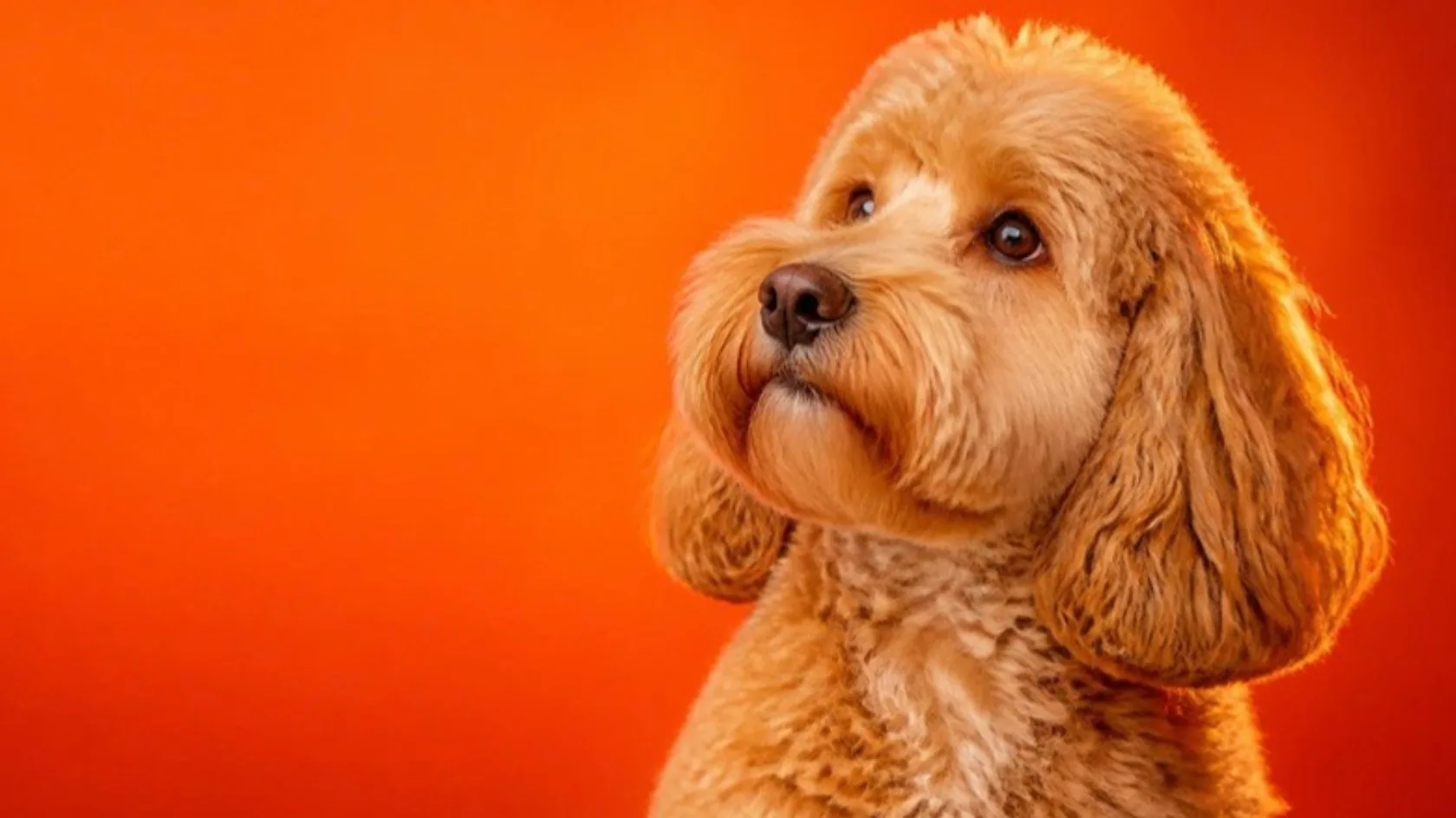 Freshly groomed apricot cockapoo on an orange background